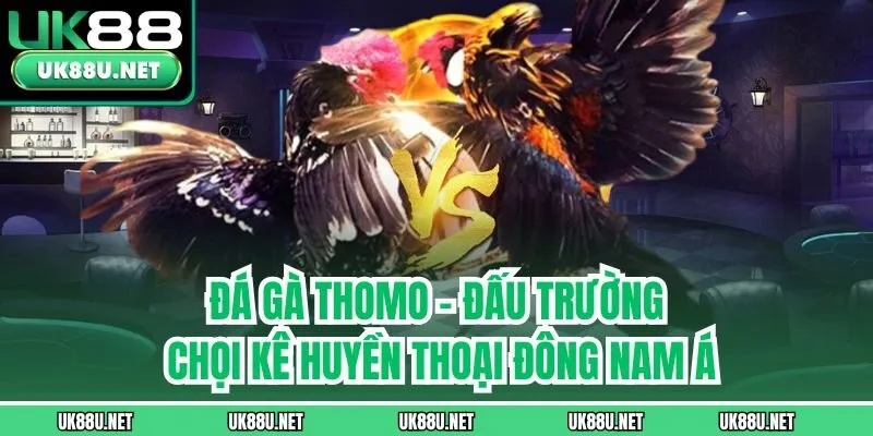 Đá Gà Thomo – Đấu Trường Chọi Kê Huyền Thoại Đông Nam Á